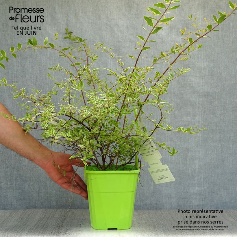 Ejemplar de Abelia grandiflora Hopleys Maceta 2L/3L entregado en verano