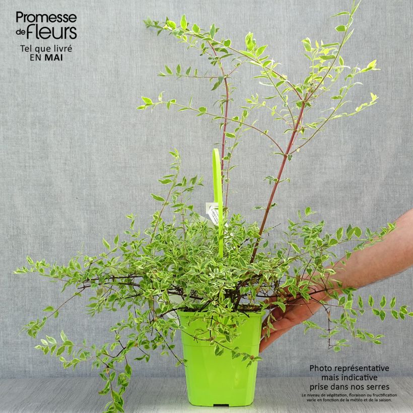 Abelia grandiflora Hopleys Maceta 2L/3L Ejemplar entregado en la primavera