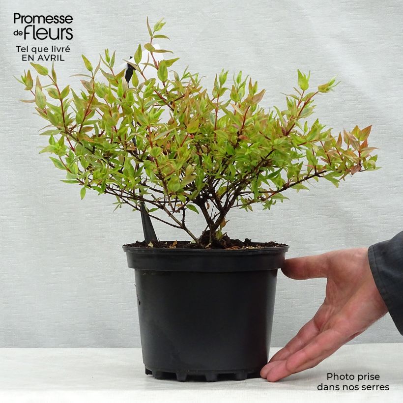 Abelia grandiflora Kaleidoscope Maceta 2L/3L Ejemplar entregado en la primavera