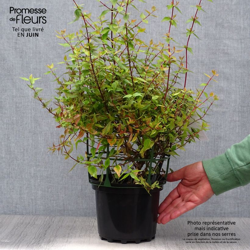 Ejemplar de Abelia grandiflora Kaleidoscope Maceta 2L/3L entregado en verano