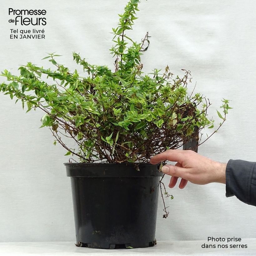 Abelia grandiflora Kaleidoscope Maceta 3L/4L Ejemplar entregado en invierno