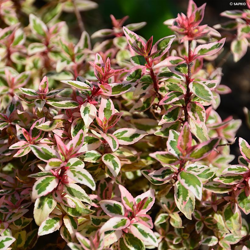 Abelia grandiflora Pink Lady (Follaje)