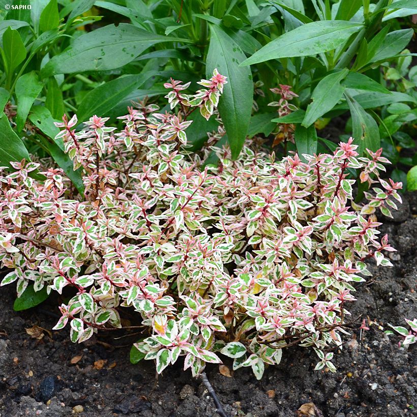Abelia grandiflora Pink Lady (Porte)