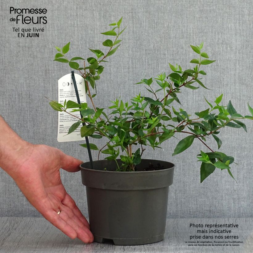 Ejemplar de Abelia grandiflora Maceta 2L/3L entregado en verano