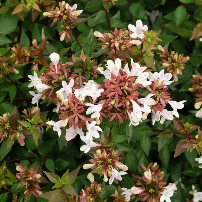 Abelia grandiflora Prostrata (Floración)