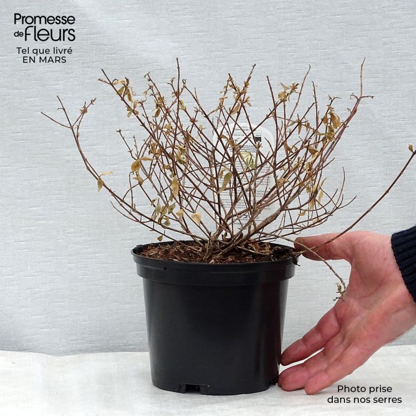 Abelia grandiflora Radiance Maceta 4L/5L Ejemplar entregado en invierno