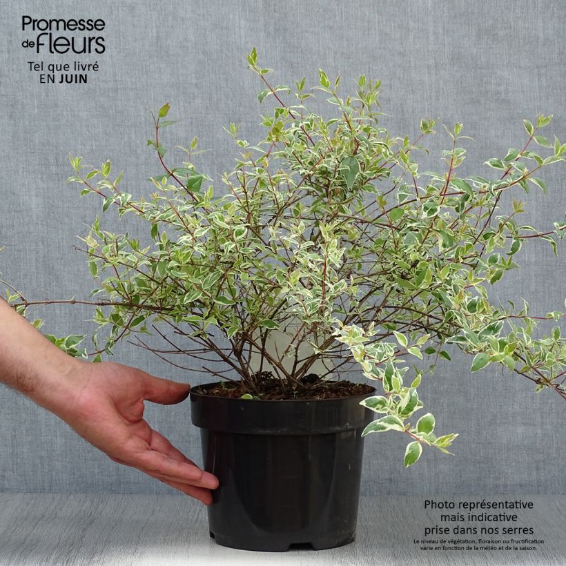 Ejemplar de Abelia grandiflora Sparkling Silver Maceta 2L/3L entregado en verano