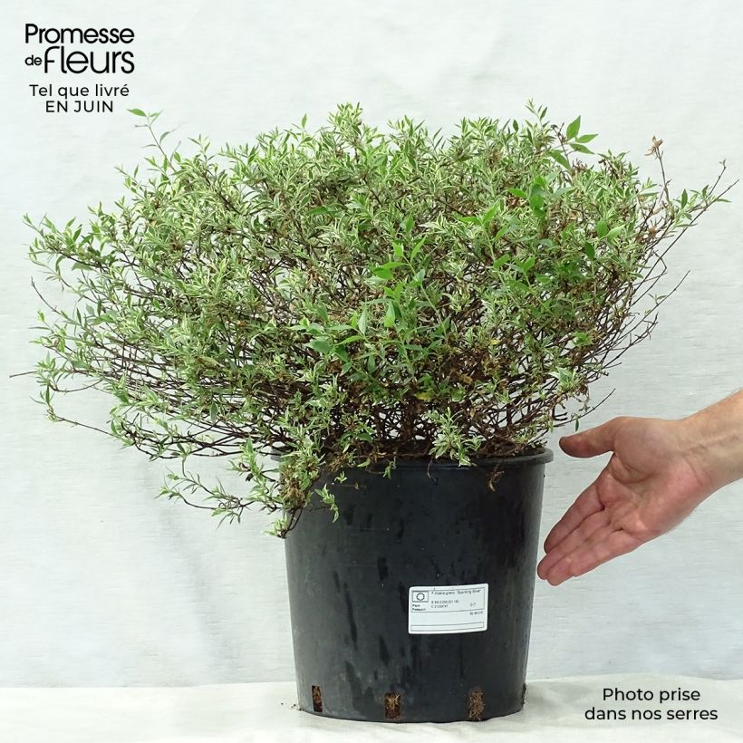 Ejemplar de Abelia grandiflora Sparkling Silver Maceta 7,5L/10L entregado en verano