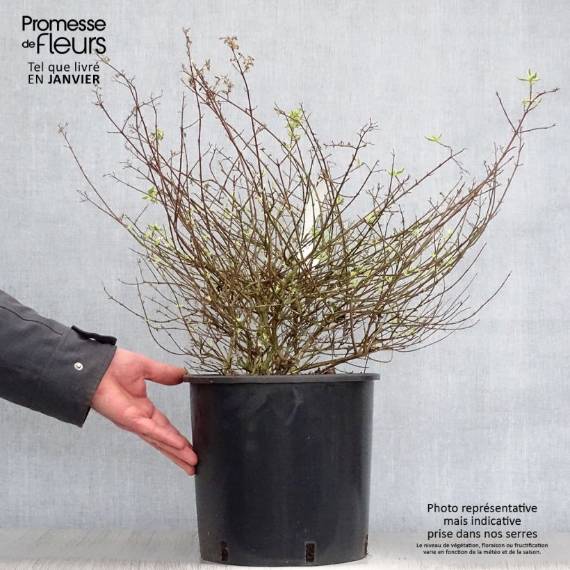 Abelia grandiflora Sparkling Silver Maceta 7,5L/10L Ejemplar entregado en invierno