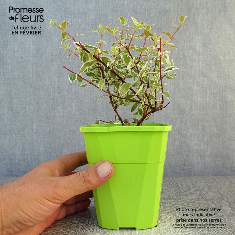 Ejemplar de Abelia grandiflora Steredenn Maceta 1L/1,5L entregado en otoño