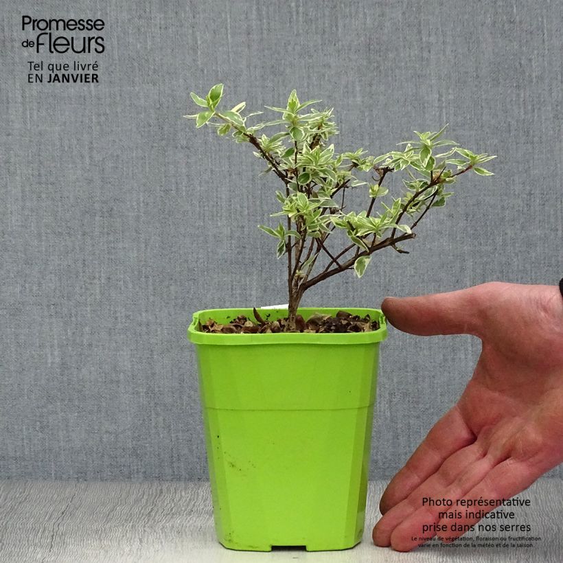 Abelia grandiflora Steredenn Maceta 1L/1,5L Ejemplar entregado en invierno