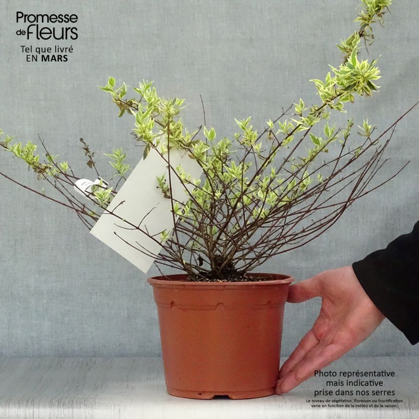 Abelia grandiflora Tricolor Charm Maceta 3L/4L Ejemplar entregado en la primavera