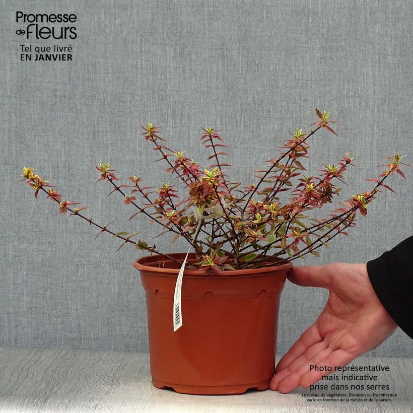 Abelia grandiflora Tricolor Charm Maceta 3L/4L Ejemplar entregado en invierno