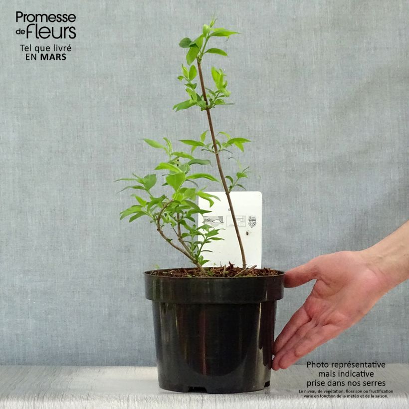 Abelia mosanensis Monia Maceta 3L/4L Ejemplar entregado en la primavera