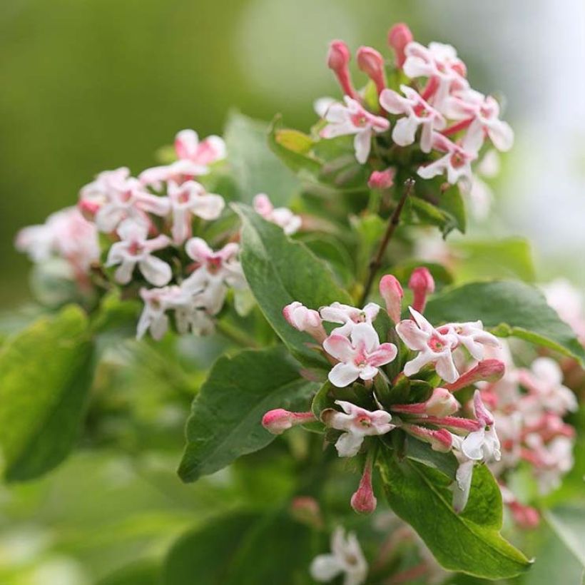Abelia mosanensis Sweet Emotion (Floración)