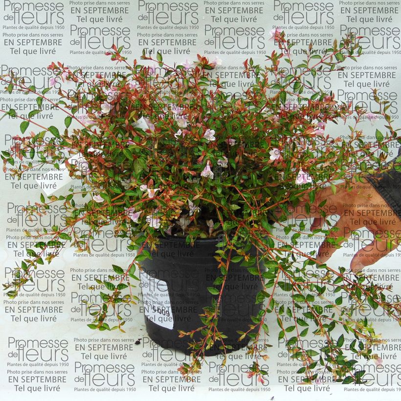 Ejemplo de ejemplar de Abelia grandiflora Pastel Charm Maceta 4L/5L tal y como se entrega