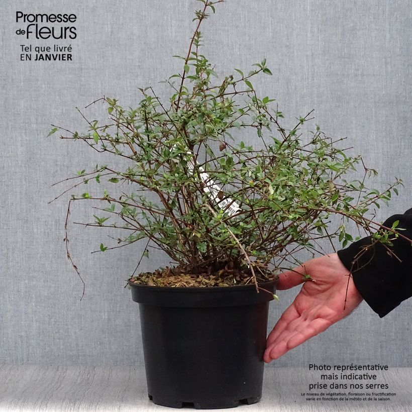 Abelia parviflora Bumble Bee Maceta 4L/5L Ejemplar entregado en invierno