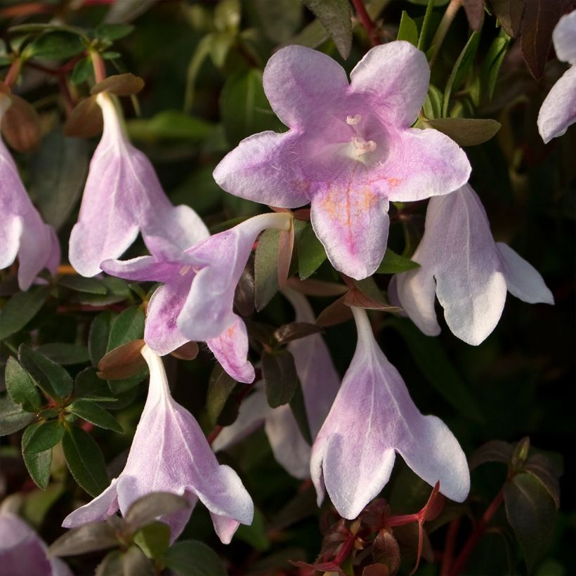 Abelia grandiflora Pinky Bells (Floración)