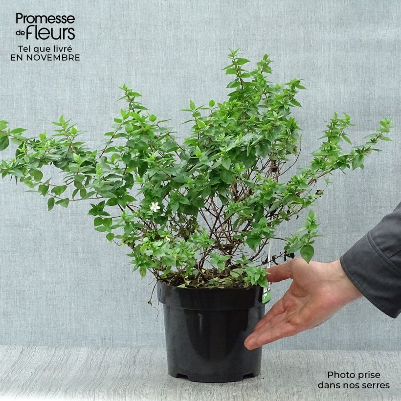 Ejemplar de Abelia zanderi Little Richard Maceta 2L/3L entregado en otoño