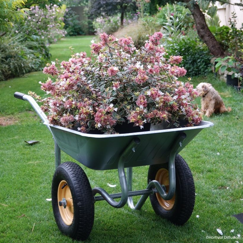 Abelia grandiflora Psykedelik (Porte)