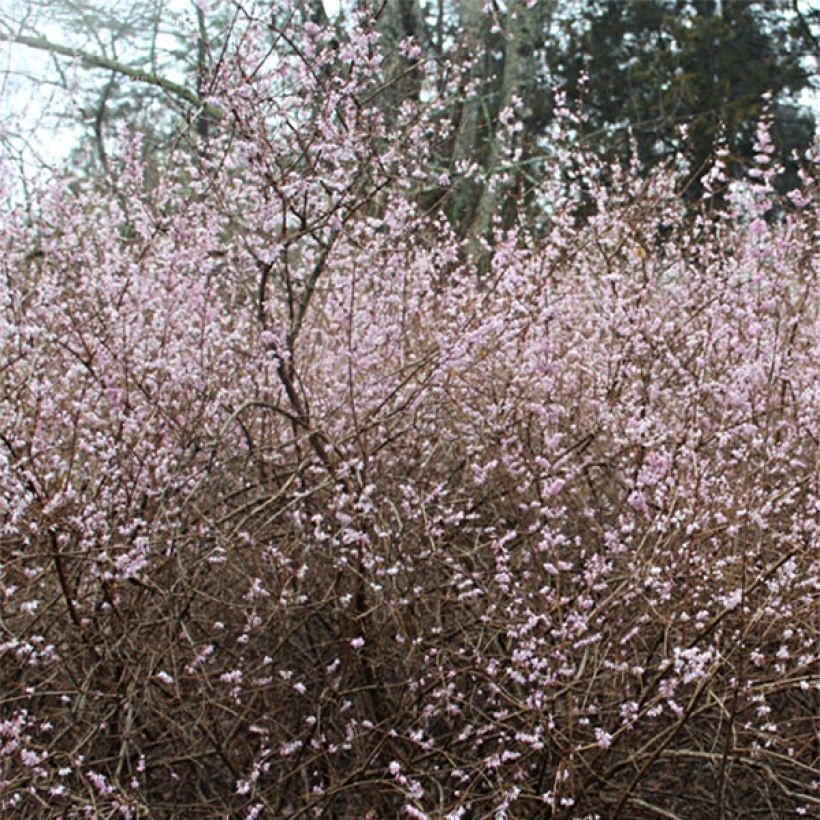 Abeliophyllum distichum Roseum - Forsitia rosa de Corea (Floración)