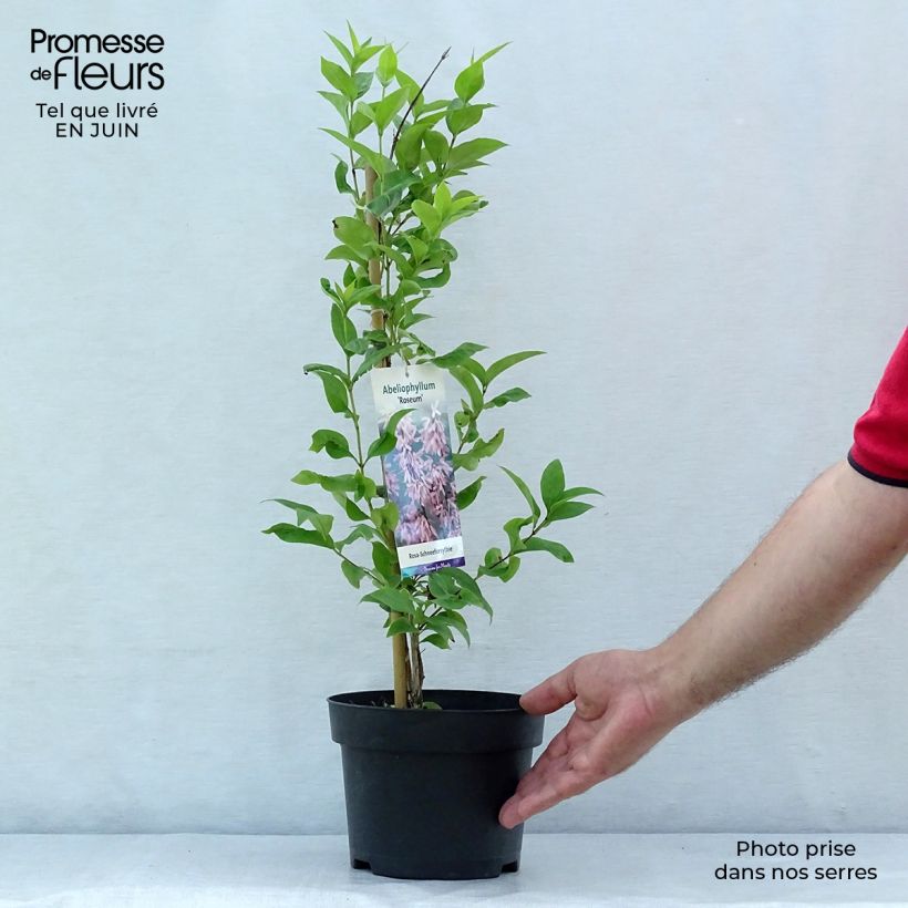 Ejemplar de Abeliophyllum distichum Roseum - Forsitia rosa de Corea Maceta 2L/3L entregado en verano