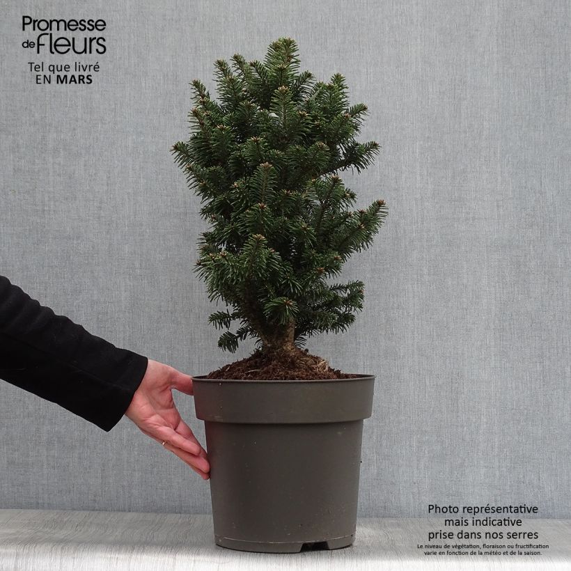 Abies alba Pyramidalis - Abeto blanco Maceta 7,5L/10L Ejemplar entregado en la primavera