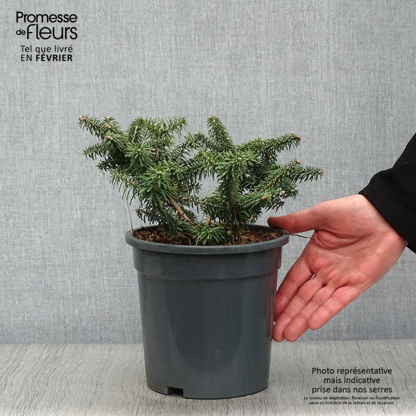 Abies balsamea Nana Maceta 2L/3L Ejemplar entregado en invierno