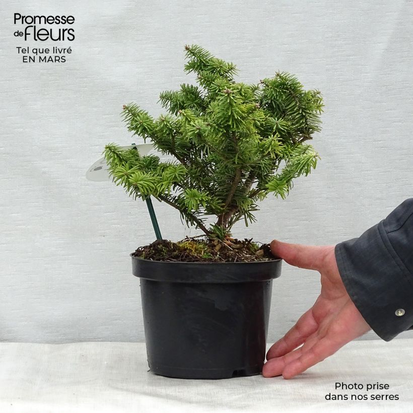 Abies balsamea Nana Maceta 2L/3L Ejemplar entregado en la primavera