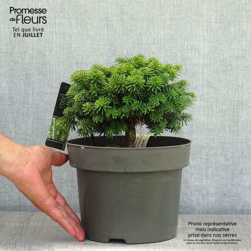 Ejemplar de Abies balsamea Nana Maceta 4L/5L entregado en verano