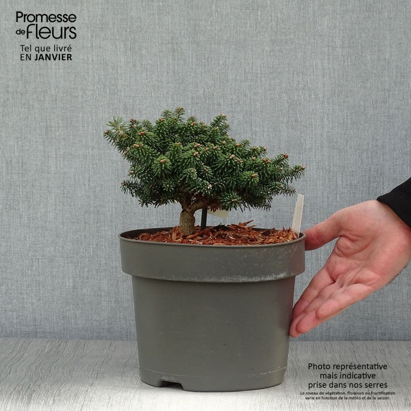 Abies balsamea Nana Maceta 4L/5L Ejemplar entregado en invierno