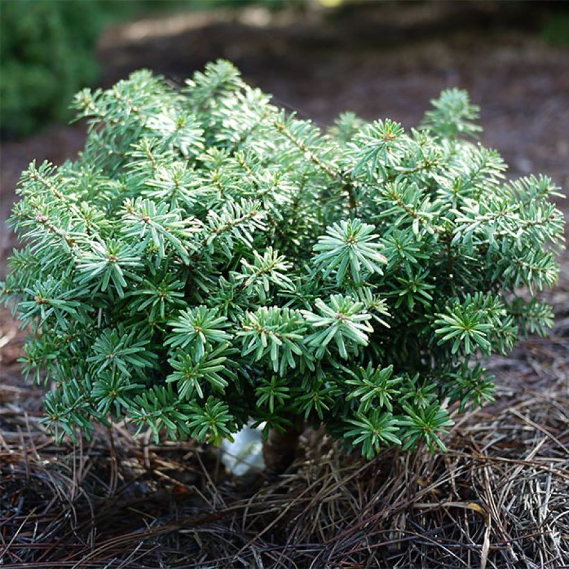 Abies koreana Cis - Abeto de Corea (Porte)