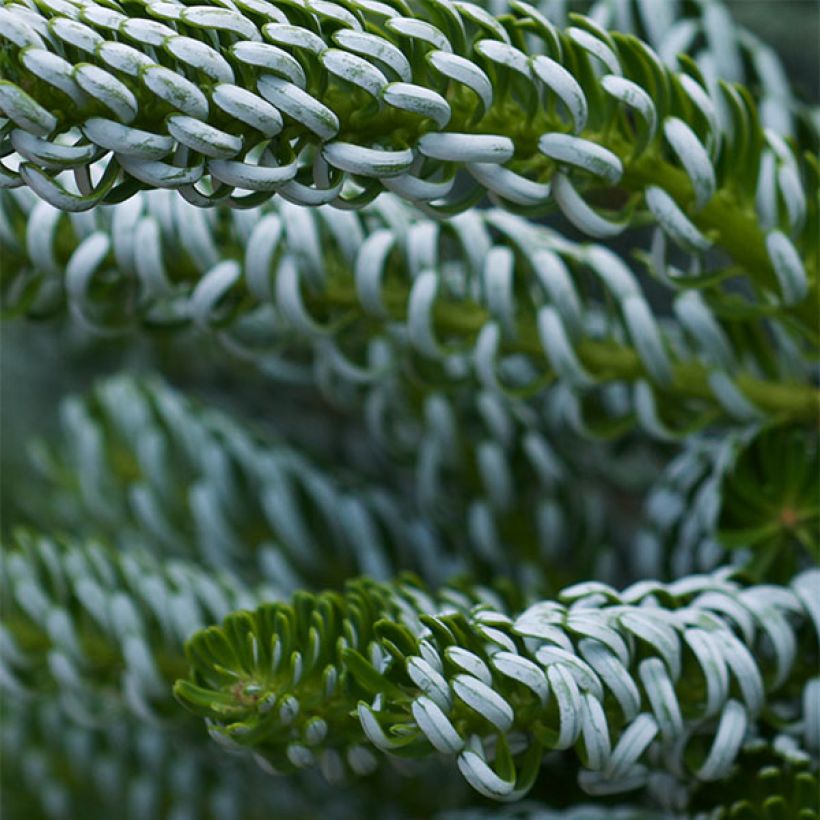 Abies koreana Silberlocke - Abeto de Corea (Follaje)