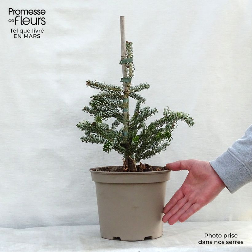 Abies koreana Silberlocke - Abeto de Corea Maceta 4L/5L Ejemplar entregado en la primavera