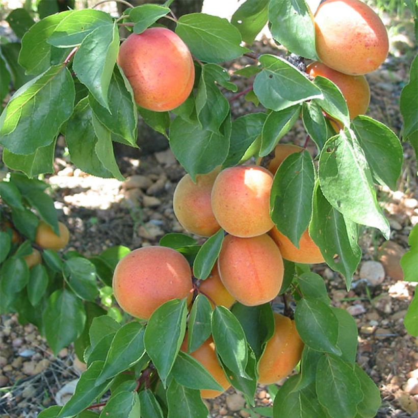 Albaricoquero Flavor Cot (Cosecha)