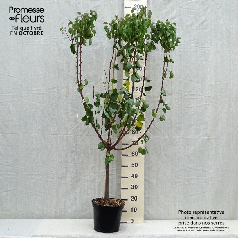 Ejemplar de Albaricoquero Polonais Maceta 7,5L/10L, Copa entregado en otoño