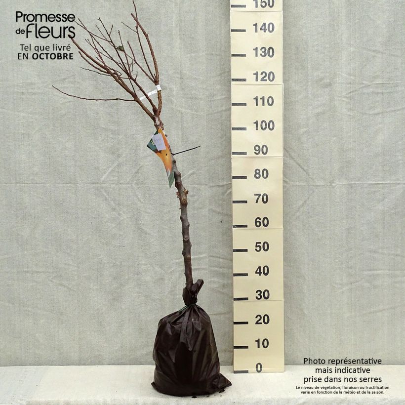 Ejemplar de Albaricoquero Rustique Des Pyrénées bourquin Cepellón "listo para plantar", Copa entregado en otoño