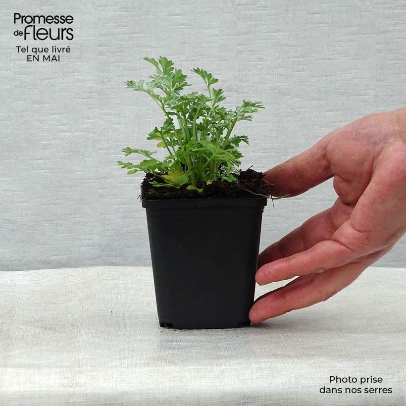 Ajenjo - Artemisia absinthium Maceta de 8/9 cm Ejemplar entregado en la primavera