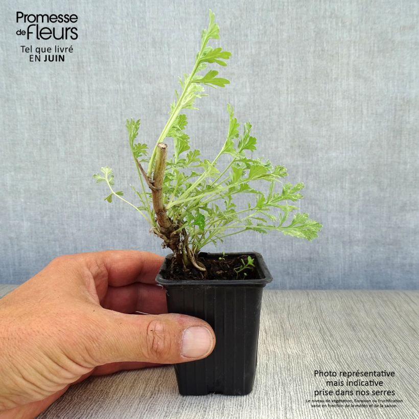 Ejemplar de Ajenjo - Artemisia absinthium Maceta de 8/9 cm entregado en verano