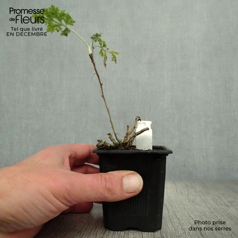 Ajenjo - Artemisia absinthium Maceta de 8/9 cm Ejemplar entregado en invierno