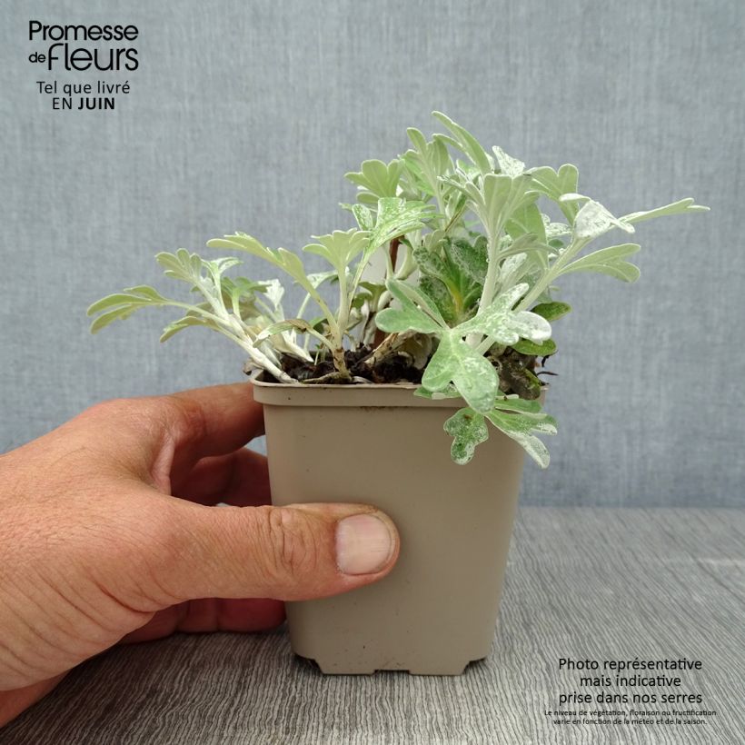 Ejemplar de Artemisia stelleriana Boughton Silver Maceta de 8/9 cm entregado en verano