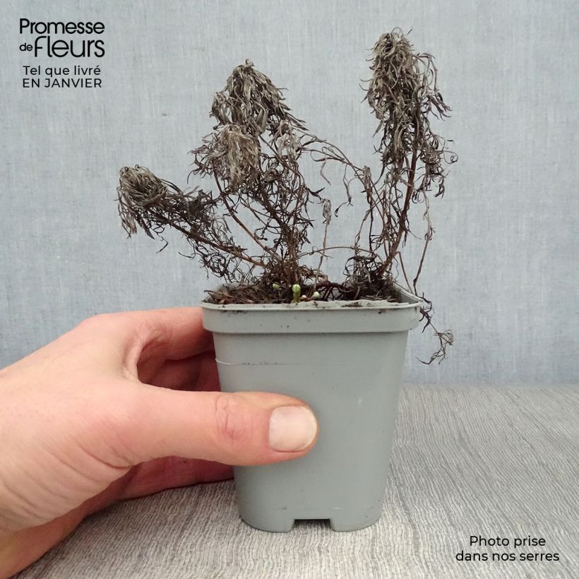 Artemisia stelleriana Boughton Silver Maceta de 8/9 cm Ejemplar entregado en invierno