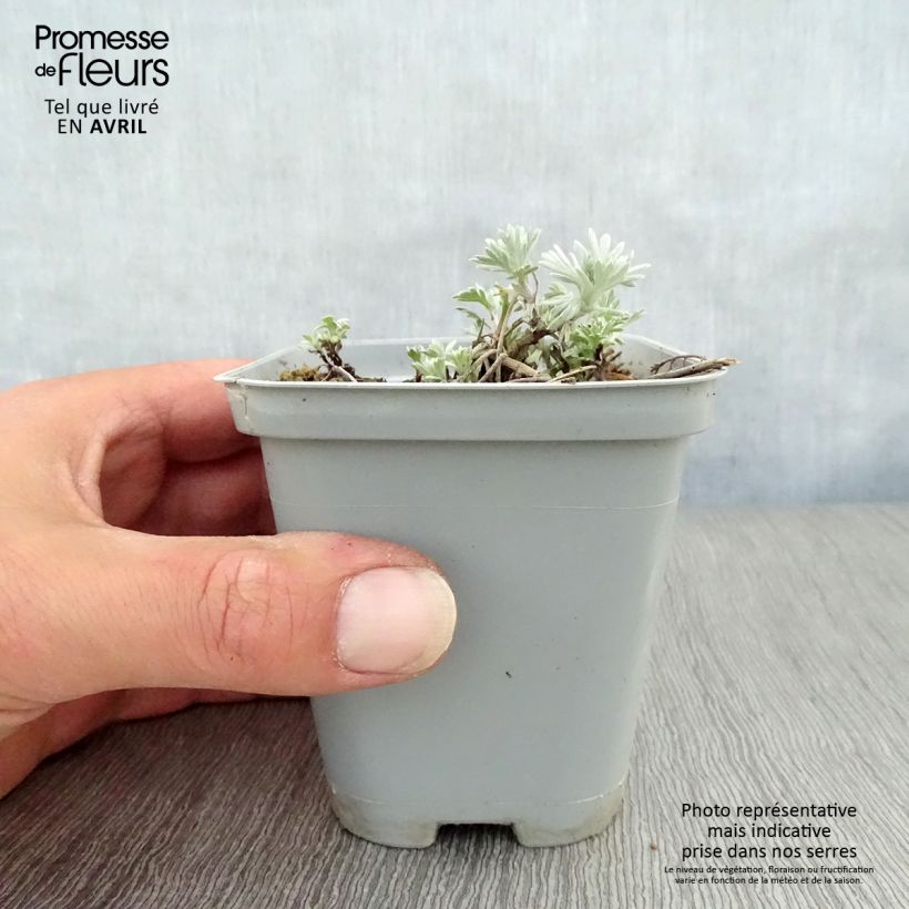 Artemisia stelleriana Boughton Silver Maceta de 8/9 cm Ejemplar entregado en la primavera