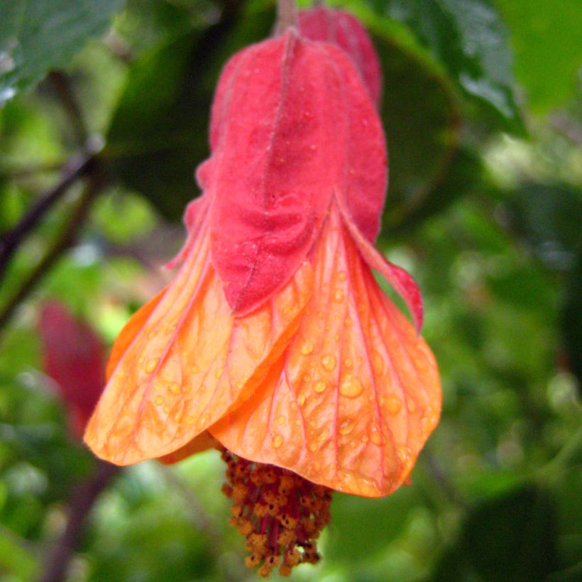 Abutilon Patrick Synge (Floración)