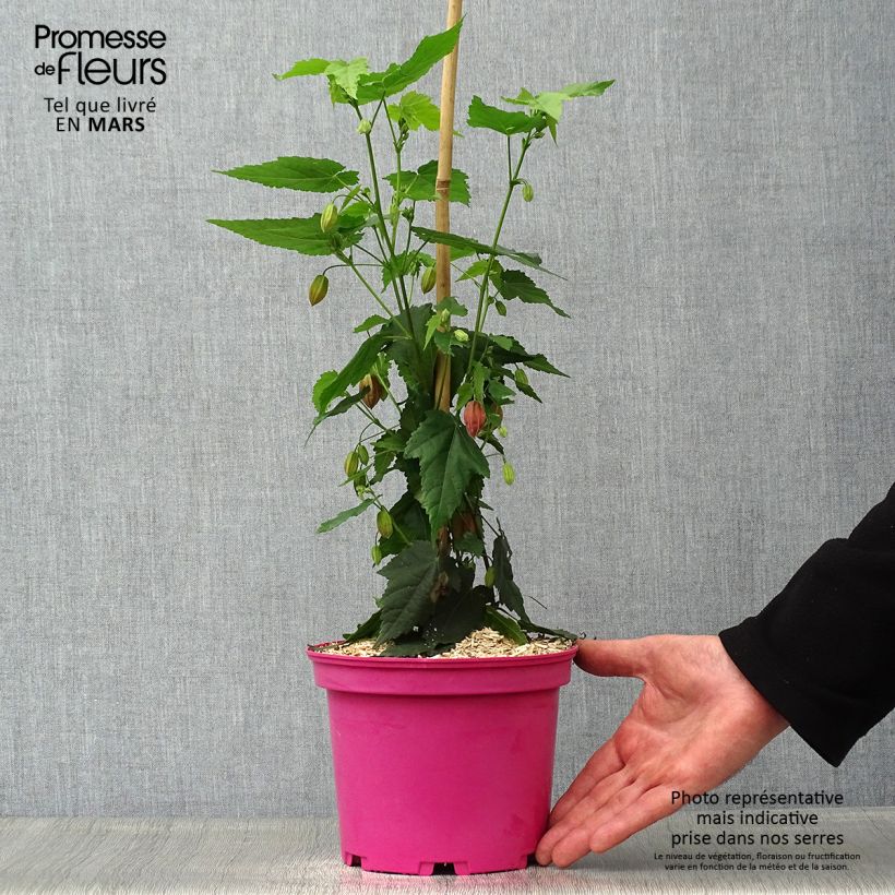 Abutilon Pink Charm Maceta 3L/4L Ejemplar entregado en la primavera