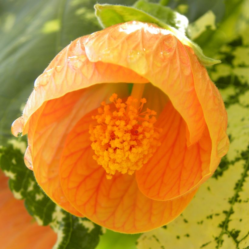 Abutilon Savitzii (Floración)