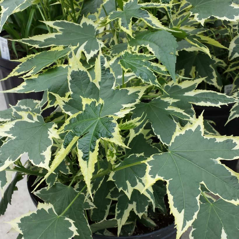 Abutilon Souvenir de Bonn (Follaje)