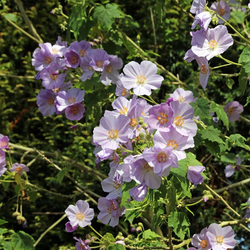Abutilon vitifolium (Floración)