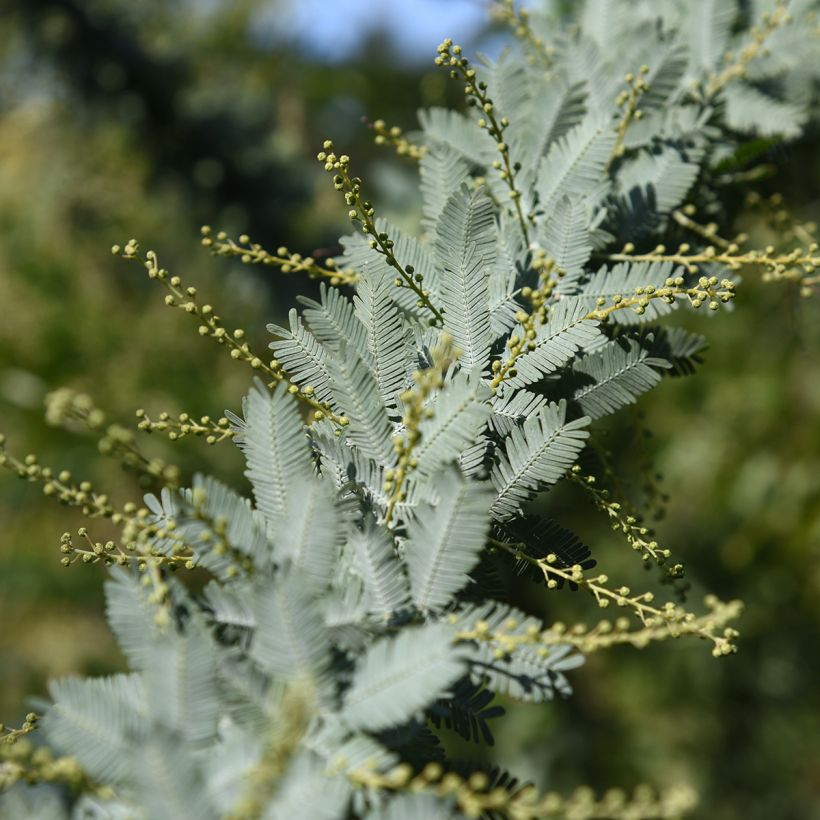 Acacia baileyana - Mimosa (Follaje)
