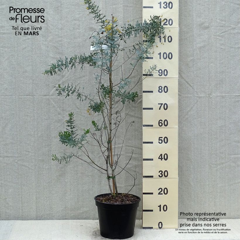 Acacia baileyana Songlines - Mimosa Maceta 6L/7L Ejemplar entregado en la primavera